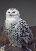 Bubo scandiacus - Snowy owl